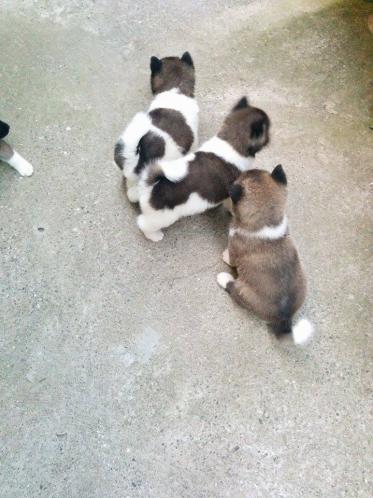 Kelysh Akita Amerikan