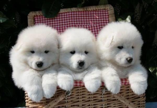 Kelysha Samoyed (Husky)